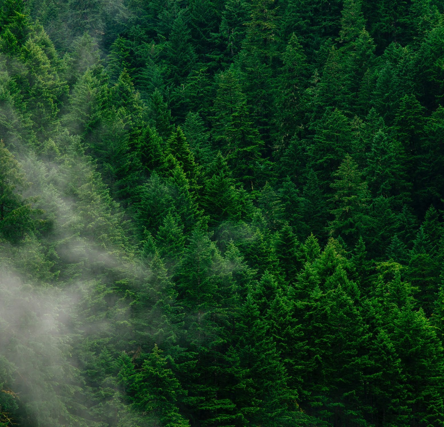 A misty evergreen forest, from the Flooring by Nature brand imagery