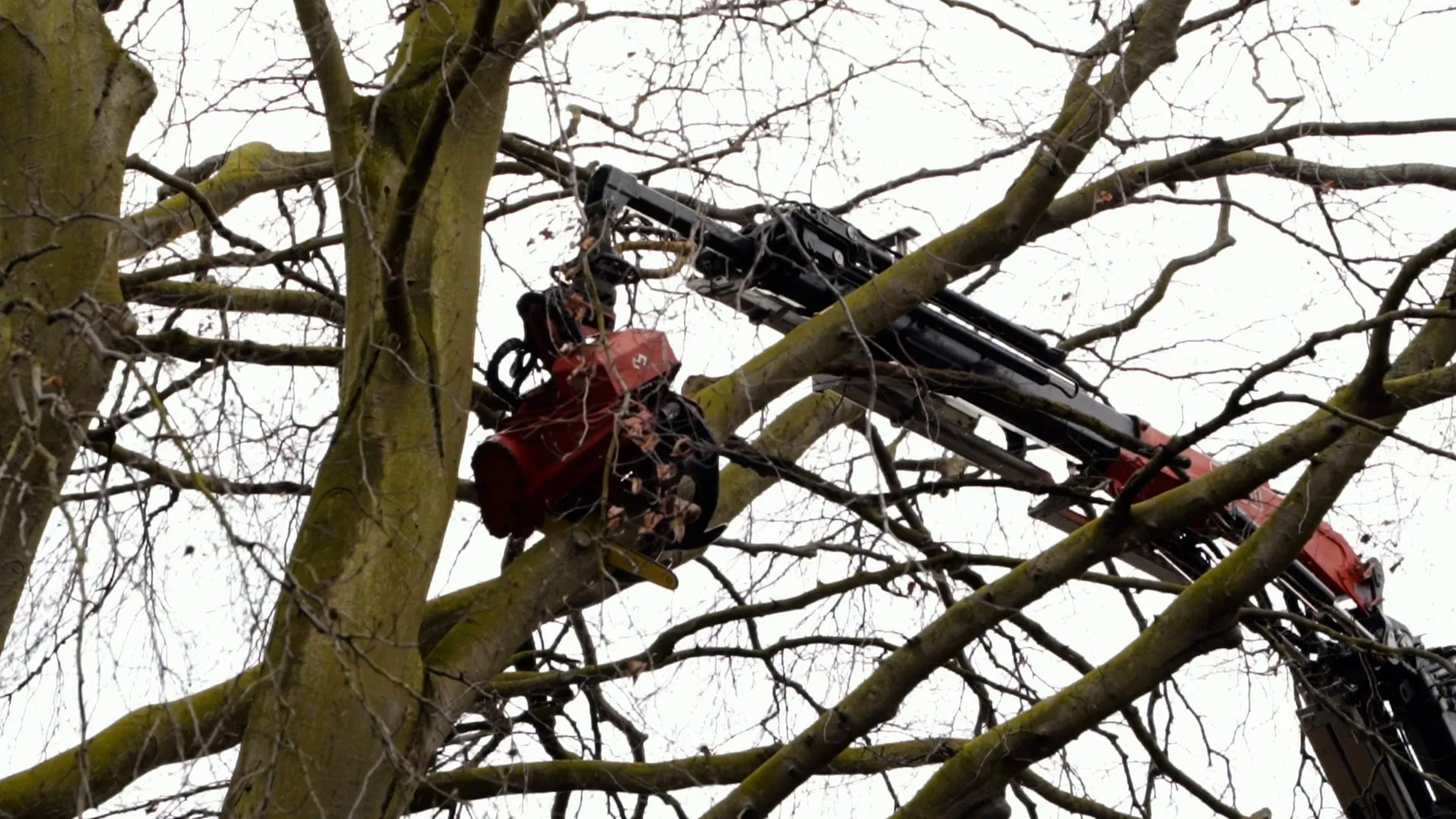 Doctor Tree, case study image.