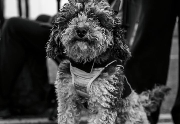 The office dog on set at 21 Degrees.